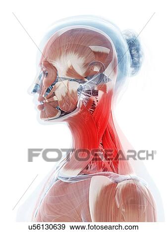Human neck pain, artwork View Large Illustration Stock Illustration - Human neck pain, artwork. Fotosearch