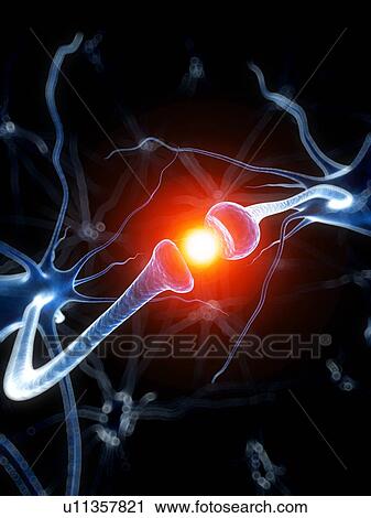 Clip Art - Human nerve cell, artwork. Fotosearch