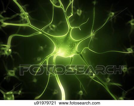 Human nerve cell, artwork View Large Illustration Clip Art - Human nerve cell, artwork. Fotosearch
