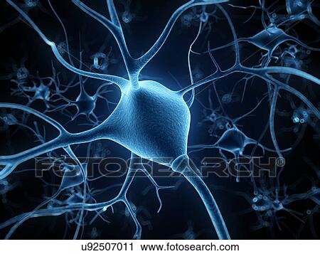 Clip Art - Human nerve cell, artwork. Fotosearch