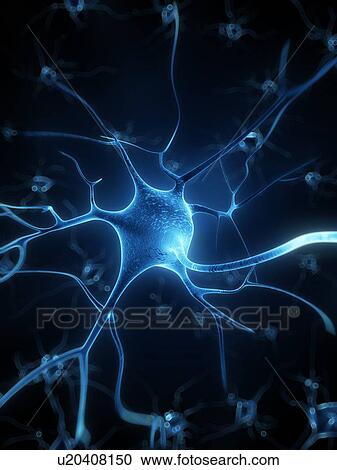Clipart - Human nerve cell, artwork. Fotosearch