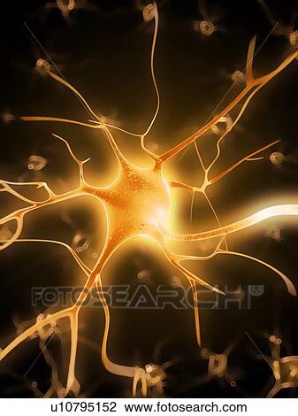 Drawing - Human nerve cell, artwork. Fotosearch