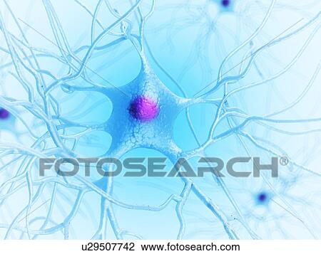 Human nerve cell, artwork View Large Illustration Drawing - Human nerve cell, artwork. Fotosearch