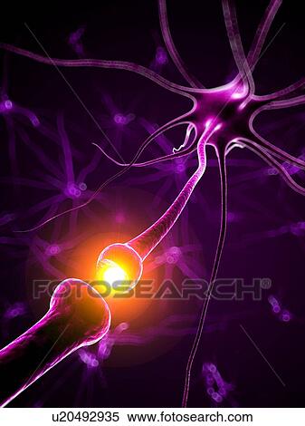 Human nerve cell, artwork View Large Illustration Stock Illustration - Human nerve cell, artwork. Fotosearch