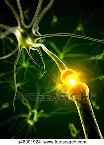 Human nerve cell, artwork View Large Illustration Stock Illustration - Human nerve cell, artwork. Fotosearch