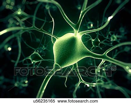 Stock Illustration - Human nerve cell, artwork. Fotosearch