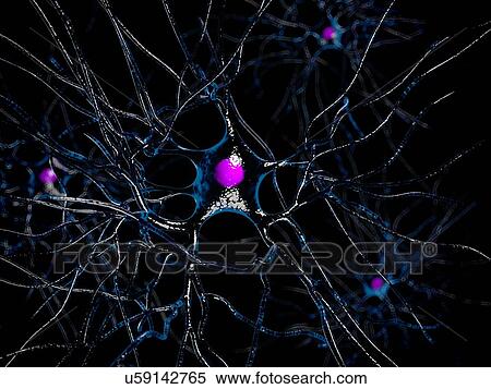 Human nerve cell, artwork View Large Illustration Stock Illustration - Human nerve cell, artwork. Fotosearch