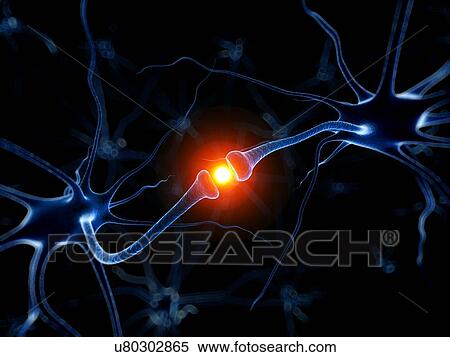 Stock Illustration - Human nerve cell, artwork. Fotosearch