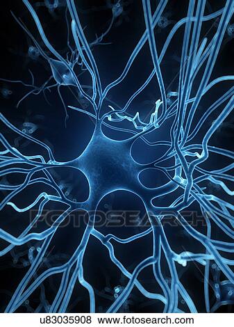Human nerve cell, artwork View Large Illustration Stock Illustration - Human nerve cell, artwork. Fotosearch