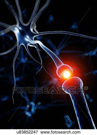 Human nerve cell, artwork View Large Illustration Stock Illustration - Human nerve cell, artwork. Fotosearch