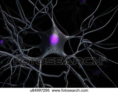 Human nerve cell, artwork View Large Illustration Stock Illustration - Human nerve cell, artwork. Fotosearch