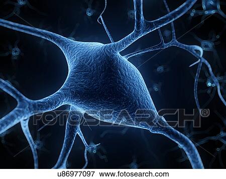 Human nerve cell, artwork View Large Illustration Stock Illustration - Human nerve cell, artwork. Fotosearch