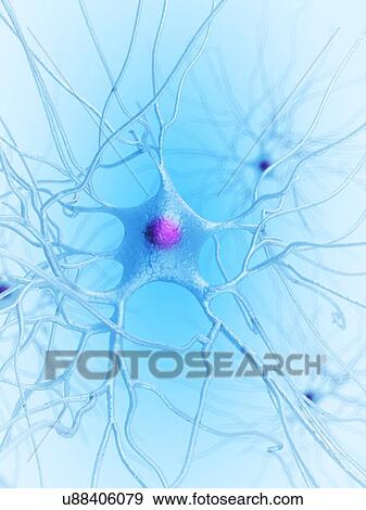 Human nerve cell, artwork View Large Illustration Stock Illustration - Human nerve cell, artwork. Fotosearch