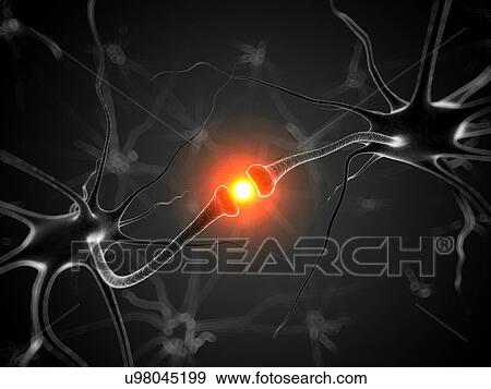Human nerve cell, artwork View Large Illustration Stock Illustration - Human nerve cell, artwork. Fotosearch