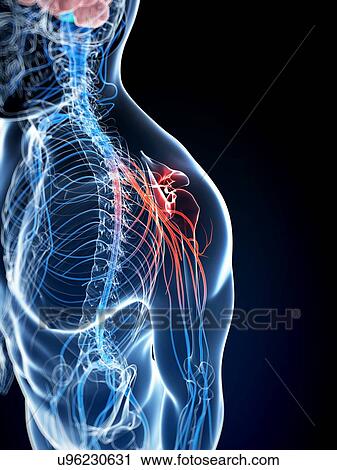 Human nerve pain, artwork View Large Illustration Clip Art - Human nerve pain, artwork. Fotosearch