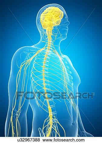 Human nervous system and brain, artwork View Large Illustration Stock Illustration - Human nervous system and brain, artwork. Fotosearch