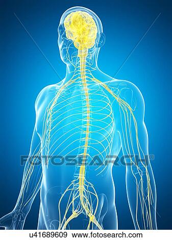 Human nervous system and brain, artwork View Large Illustration Stock Illustration - Human nervous system and brain, artwork. Fotosearch