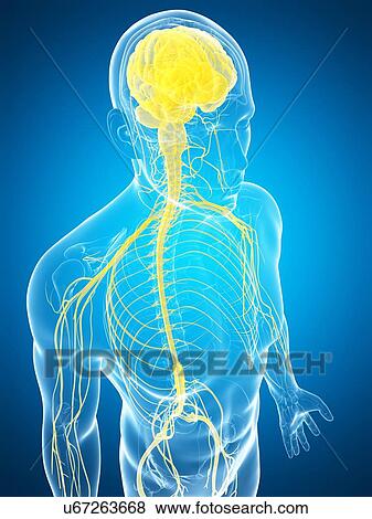 Human nervous system and brain, artwork View Large Illustration Stock Illustration - Human nervous system and brain, artwork. Fotosearch