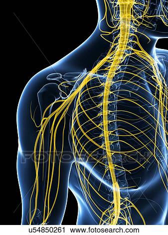 Human nervous system, artwork View Large Illustration Clip Art - Human nervous system, artwork. Fotosearch