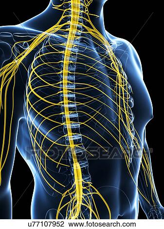 Human nervous system, artwork View Large Illustration Drawing - Human nervous system, artwork. Fotosearch