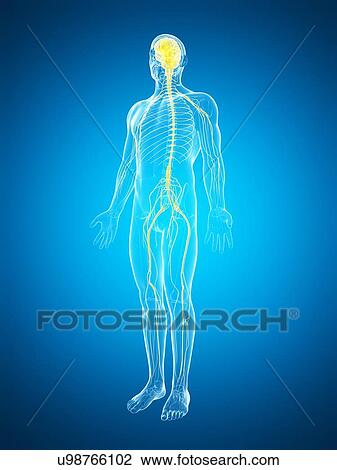 Human nervous system, artwork View Large Illustration Drawing - Human nervous system, artwork. Fotosearch