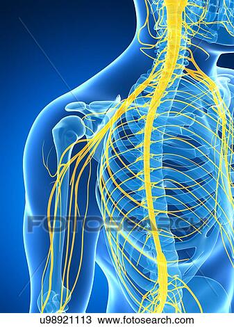Human nervous system, artwork View Large Illustration Drawing - Human nervous system, artwork. Fotosearch