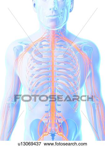 Stock Illustration - Human nervous system, artwork. Fotosearch
