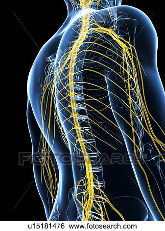 Human nervous system, artwork View Large Illustration Stock Illustration - Human nervous system, artwork. Fotosearch