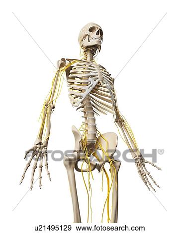 Human nervous system, artwork View Large Illustration Stock Illustration - Human nervous system, artwork. Fotosearch