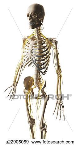 Stock Illustration - Human nervous system, artwork. Fotosearch
