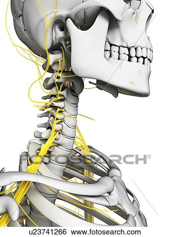 Stock Illustration - Human nervous system, artwork. Fotosearch