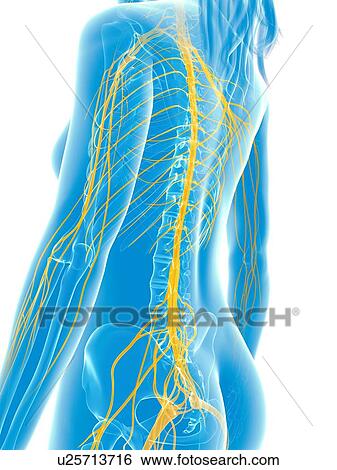 Human nervous system, artwork View Large Illustration Stock Illustration - Human nervous system, artwork. Fotosearch