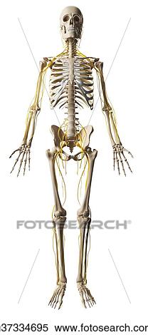 Human nervous system, artwork View Large Illustration Stock Illustration - Human nervous system, artwork. Fotosearch