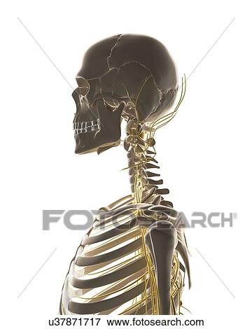 Stock Illustration - Human nervous system, artwork. Fotosearch