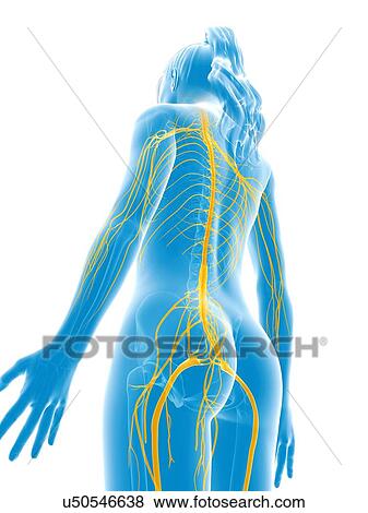 Human nervous system, artwork View Large Illustration Stock Illustration - Human nervous system, artwork. Fotosearch