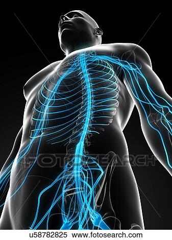 Human nervous system, artwork View Large Illustration Stock Illustration - Human nervous system, artwork. Fotosearch