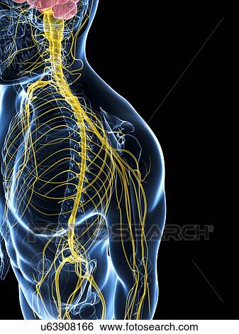 Stock Illustration - Human nervous system, artwork. Fotosearch