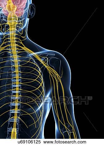 Stock Illustration - Human nervous system, artwork. Fotosearch