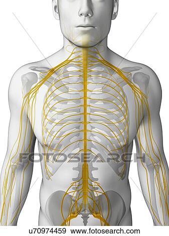 Human nervous system, artwork View Large Illustration Stock Illustration - Human nervous system, artwork. Fotosearch