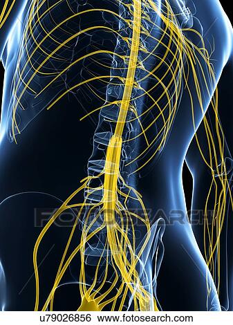 Human nervous system, artwork View Large Illustration Stock Illustration - Human nervous system, artwork. Fotosearch