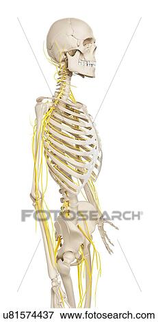 Stock Illustration - Human nervous system, artwork. Fotosearch