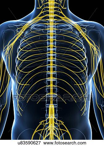 Stock Illustration - Human nervous system, artwork. Fotosearch
