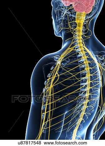 Human nervous system, artwork View Large Illustration Stock Illustration - Human nervous system, artwork. Fotosearch