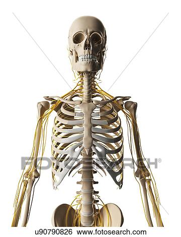 Stock Illustration - Human nervous system, artwork. Fotosearch