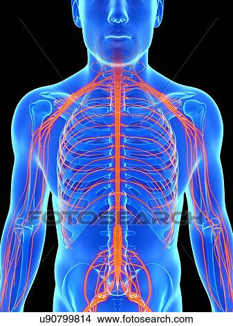 Human nervous system, artwork View Large Illustration Stock Illustration - Human nervous system, artwork. Fotosearch