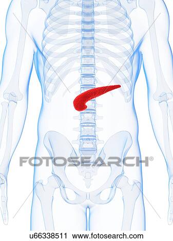 Clip Art - Human pancreas, artwork. Fotosearch