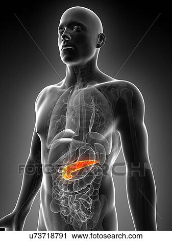 Clip Art - Human pancreas, artwork. Fotosearch