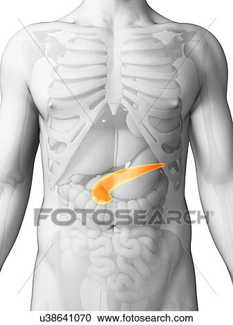 Human pancreas, artwork View Large Illustration Clipart - Human pancreas, artwork. Fotosearch