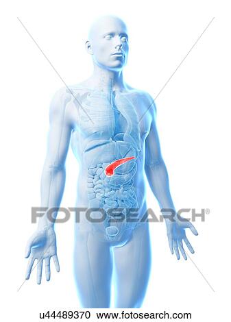 Clipart - Human pancreas, artwork. Fotosearch