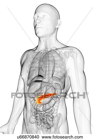 Human pancreas, artwork View Large Illustration Clipart - Human pancreas, artwork. Fotosearch